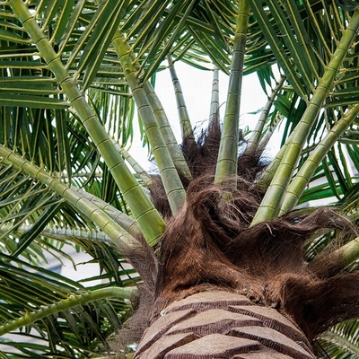De kunstmatige van de de Glasvezelboom van de Kokosnotenpalm van het de Wandelgalerijstrand Openluchtbomen