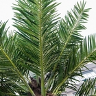 Het Type van vezelKokospalm van Kunstmatige Mini Bottle Palm Leaves Roof-Boom