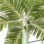 Naar maat gemaakte 6.3m Hoogte Decoratieve Kunstmatige Cubaanse Koninklijke Koning Palm Small Tree
