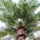 Goedkoop pas de Openlucht Kunstmatige Lange Palm van Tuin Decoratieve Grote Canada Palmeras aan