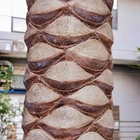 ODM Glasvezel Uv Bestand Kunstmatige Palmen, Plastic Palminstallaties 8m