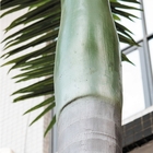 Plastic 8m Kunstmatige Koninklijke Palm voor Poolgebied