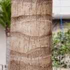 4m Altijdgroene Grote Valse Palmen, bijna Natuurlijke Palm voor Tuinlandschap