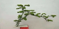 Dajia 1m Kunstmatige Groene Bomen, Realistische Valse Bonsaiboom voor Tuin