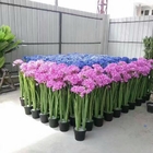 OEM plant de Cactus Kunstmatige Bonsai bijna Natuurlijke Met de hand gemaakte 100